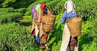 Rare Assam Tea Sold For Rs 1 Lakh Per Kg