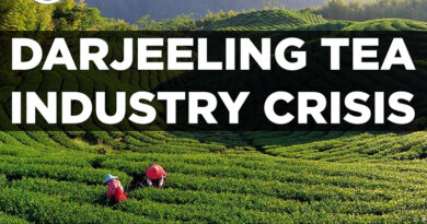 Darjeelings Tea Industry In Crisis